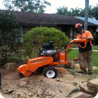 Stump Removal and Stump Grinding